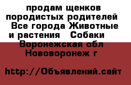 продам щенков породистых родителей - Все города Животные и растения » Собаки   . Воронежская обл.,Нововоронеж г.